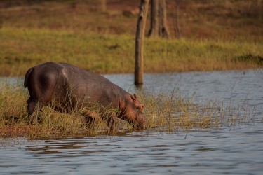 8R2A2393 Hippo Matusadona NP Zimbabwe