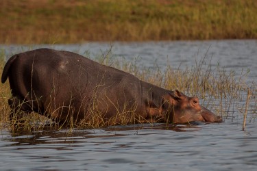 8R2A2400 Hippo Matusadona NP Zimbabwe