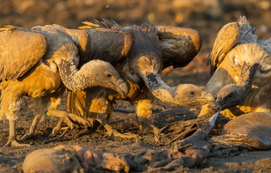 AI6I0015 Vulture Mana Pools North Zimbabwe
