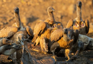 AI6I0024 Vulture Mana Pools North Zimbabwe