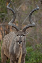 AI6I8928 Kudu male Gonarezhou NP South Zimbabwe