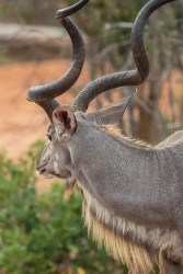AI6I8929 Kudu male Gonarezhou NP South Zimbabwe