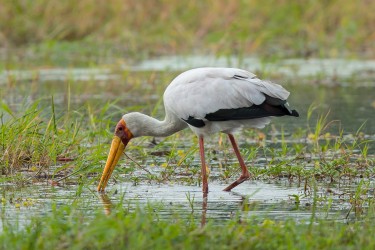 AI6I8982 Yellow billed Stork Gonarezhou NP South Zimbabwe