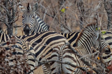 AI6I9002 Zebra Gonarezhou NP South Zimbabwe
