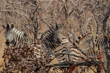 AI6I9006 Zebra Gonarezhou NP South Zimbabwe