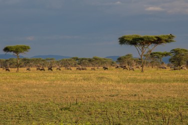 0S8A8345 Serengeti North Tanzania