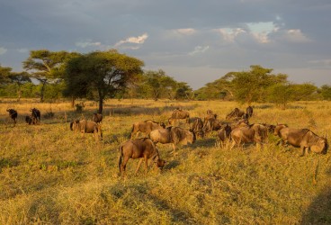 0S8A8348 Serengeti North Tanzania
