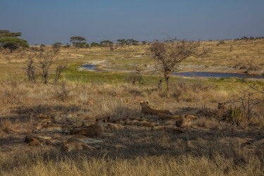 0S8A8450  Serengeti North Tanzania