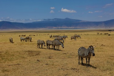 0S8A8613 Ngorongoro Crater North Tanzania