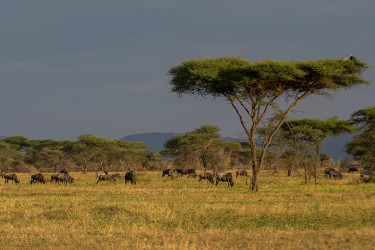 8R2A1115 Serengeti North Tanzania