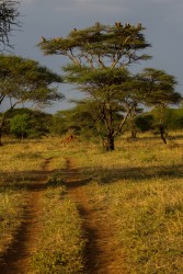 8R2A1136 Serengeti North Tanzania