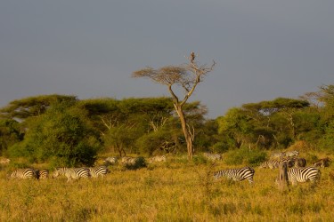 8R2A1141 Serengeti North Tanzania