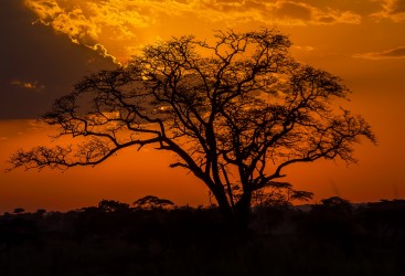 8R2A1583 Sunris Serengeti North Tanzania