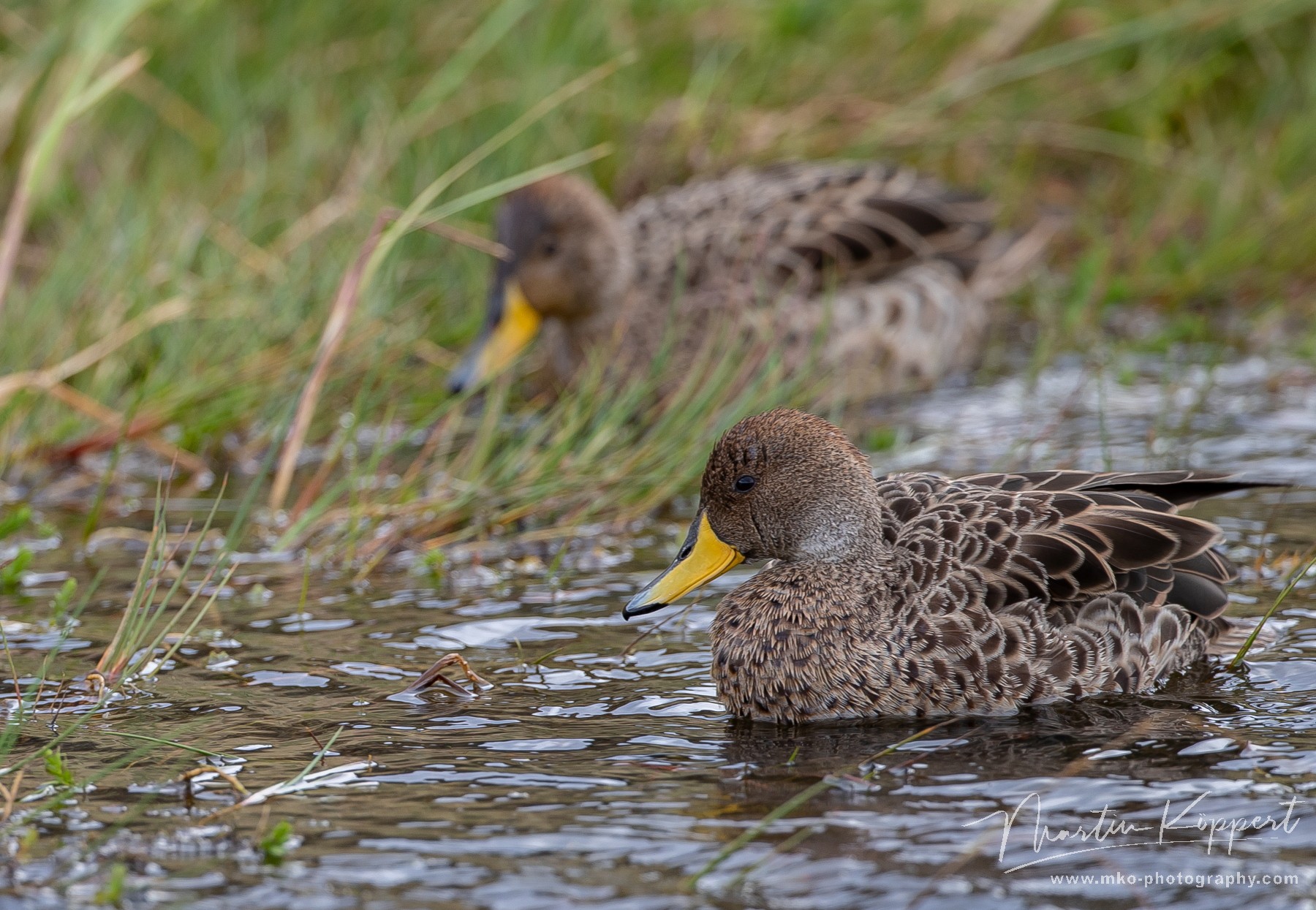00000000 Yellow billed teal Torre del Paine Patagonia Chile