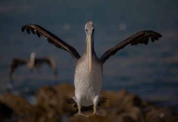 7P8A7883 Pelican Pan de Azucar Desierto de Atacama Chile
