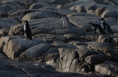 AI6I0158 Humbold Pinguine Pan de Azucar Desierto de Atacama Chile