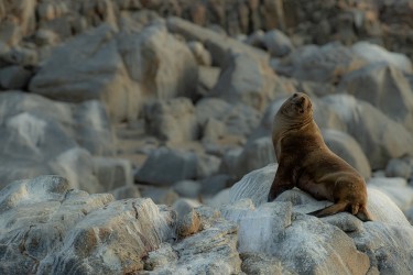 AI6I0384 Sea Lion Pan de Azucar Desierto de Atacama Chile