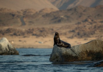 AI6I0599 Sea Lion  Pan de Azucar Desierto de Atacama Chile