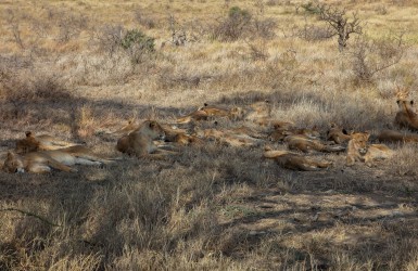 0S8A8456 Lion Serengeti North Tanzania