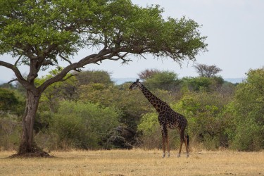 8R2A1043 Giraffe Serengeti North Tanzania