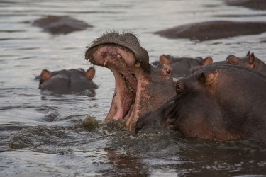 8R2A1091 Hippo Grumeti River Serengeti North Tanzania