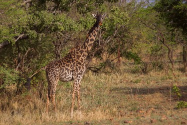 8R2A1101 Giraffe Serengeti North Tanzania