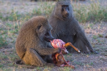 8R2A1170 Baboon with Kill Serengeti North Tanzania