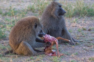8R2A1175 Baboon with Kill Serengeti North Tanzania