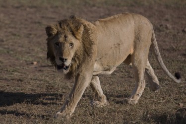 8R2A1235 Lion Serengeti North Tanzania