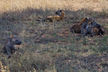 8R2A1304 Spotted Hyena Serengeti North Tanzania