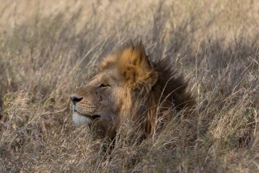 8R2A1327 Lion Serengeti North Tanzania