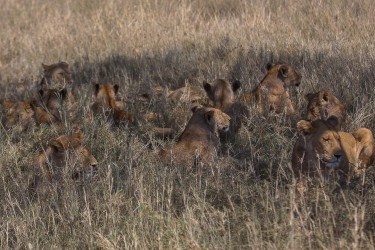 8R2A1342 Lion Serengeti North Tanzania
