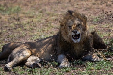 8R2A1357 Lion Serengeti North Tanzania