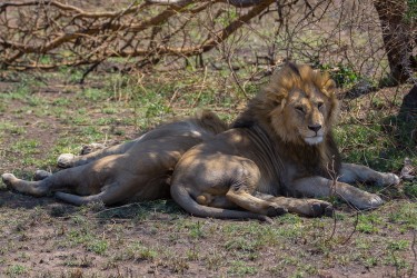 8R2A1391 Lion Serengeti North Tanzania