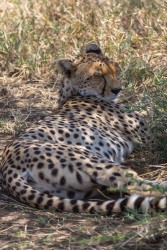 8R2A1393 Cheetah Serengeti North Tanzania