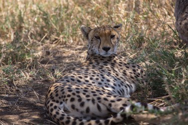 8R2A1407 Cheetah Serengeti North Tanzania
