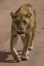 8R2A1505 Lion Serengeti North Tanzania