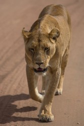 8R2A1511 Lion Serengeti North Tanzania