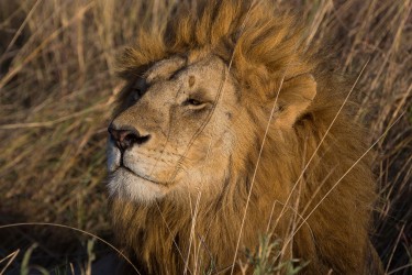 8R2A1598 Lion Serengeti North Tanzania