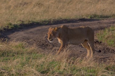 8R2A1608 Lion Serengeti North Tanzania