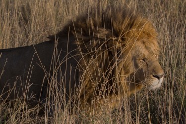 8R2A1614 Lion Serengeti North Tanzania