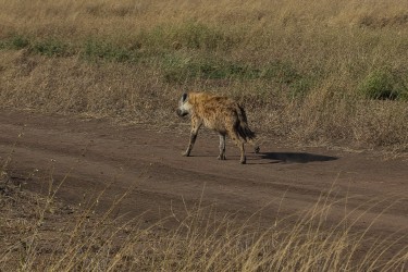 8R2A1622 Spotted Hyena Serengeti North Tanzania