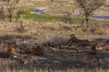 8R2A1626 Lion Serengeti North Tanzania
