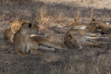 8R2A1628 Lion Serengeti North Tanzania