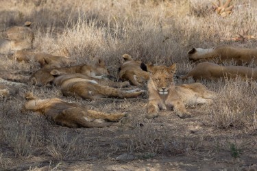 8R2A1631 Lion Serengeti North Tanzania