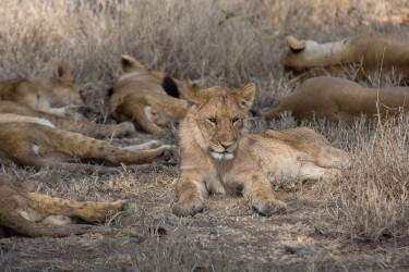 8R2A1632 Lion Serengeti North Tanzania