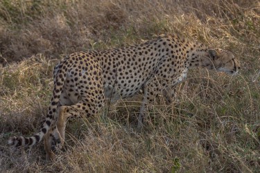 8R2A1636 Cheetah Serengeti North Tanzania