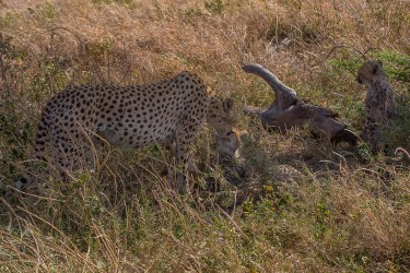 8R2A1649 Cheetah Serengeti North Tanzania