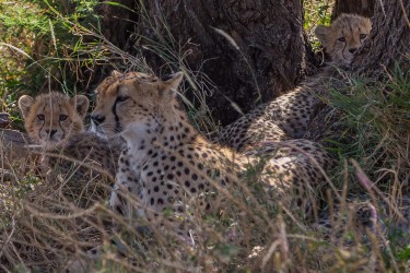 8R2A1666 Cheetah Serengeti North Tanzania