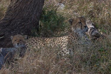 8R2A1669 Cheetah Serengeti North Tanzania